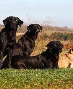 CQ2R5662Retriever – Labrador