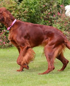 CQ2R5670Setter – Irish Red