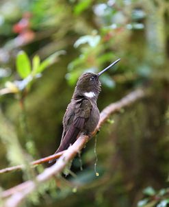 AY3V1521Brown Inca, Coeligena wilsoni