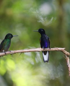 AY3V1716Velvet-purple Coronet, Boissonneaua jardini & Buff-tailed Coronet