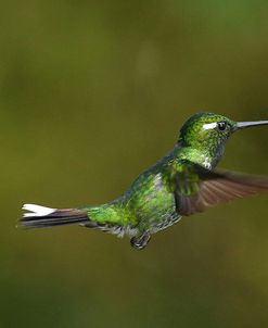 AY3V1745Purple-bibbed Whitetip, Urosticte benjamini