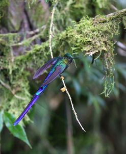 AY3V1843Violet-tailed Sylph, Aglaiocercus coelestis