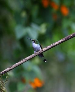 AY3V1863Booted Racket-tail, Ocreatus underwoodii(juvenile)