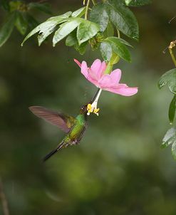 AY3V1113Sword-billed Hummingbird, Ensifera ensifera