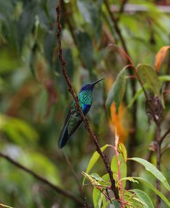 AY3V1126Sparkling Violetear, Colibri coruscans