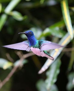 AY3V1276White-necked Jacobin, Florisuga mellivora