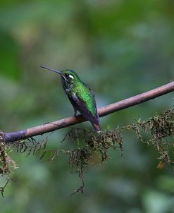 AY3V1979Purple-bibbed Whitetip, Urosticte benjamini(female)