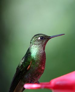 AY3V2276Buff-tailed Coronet, Boissonneaua flavescens