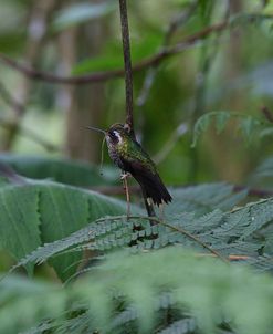 AY3V2399Speckled Hummingbird, Adelomyia melanogenys