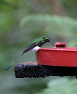 AY3V2455Booted Racket-tail, Ocreatus underwoodii