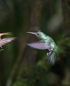 CQ2R9256White-necked Jacobin, Florisuga mellivora, Rufous-tailed Hummingbird (females)