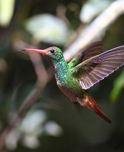 CQ2R8352Rufous-tailed Hummingbird, Amazilia tzacatl