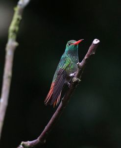 CQ2R8617Rufous-tailed Hummingbird, Amazilia tzacatl