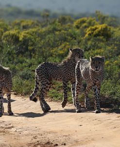 A21C6240Cheetahs,SA