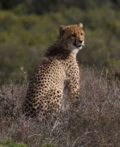 A21C6482Cheetah,SA