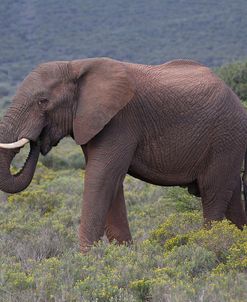 A21C5605AfricanElephant,SA