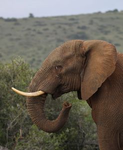 A21C5613AfricanElephant,SA