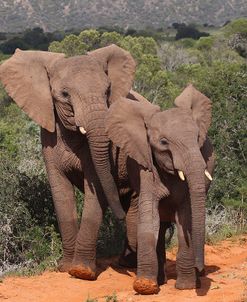 A21C5647AfricanElephants,SA