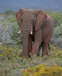 AY3V5030AfricanElephant,SA