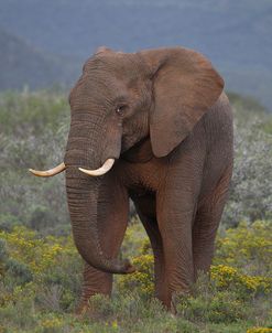 A21C5578AfricanElephant,SA