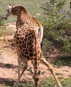 A21C5739Giraffe,SA