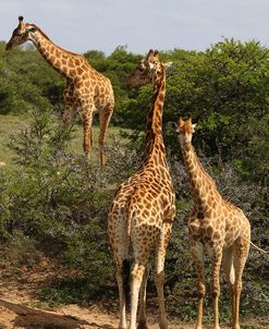 A21C5746Giraffe,SA
