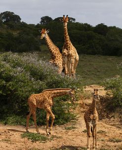 A21C5772Giraffe,SA