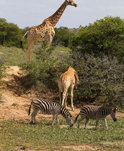 A21C5800Giraffe&Zebra,SA