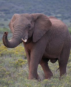 CQ2R6961AfricanElephant,SA