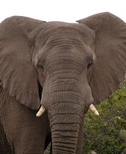 CQ2R7994AfricanElephant,SA