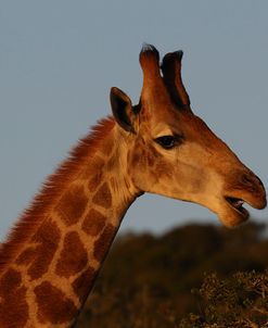 A21C6165Giraffe,SA