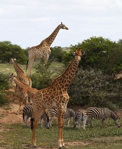 A21C5809Giraffe&Zebra,SA