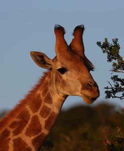 AY3V5475Giraffe,SA