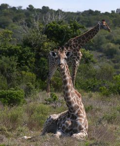 AY3V5952Giraffe,SA
