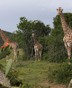 AY3V6075Giraffe,SA