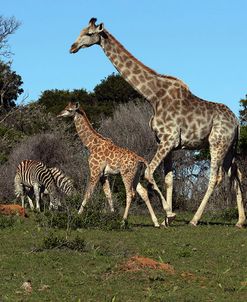 AY3V6585Giraffe&Zebra,SA
