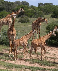 CQ2R7055Giraffe,SA