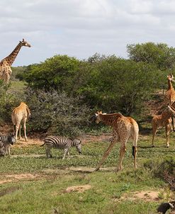 CQ2R7059Giraffe&Zebra,SA