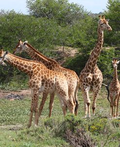 CQ2R7096Giraffe,SA