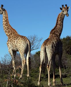 AY3V6528Giraffe,SA