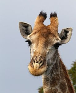 CQ2R8259Giraffe,SA