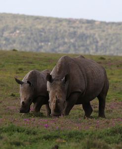 A21C6418White Rhinoceros&Calf,SA
