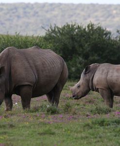A21C6420White Rhinoceros&Calf,SA