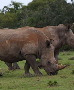 A21C6520White Rhinoceros,SA