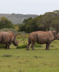 AY3V5555White Rhinoceros,SA