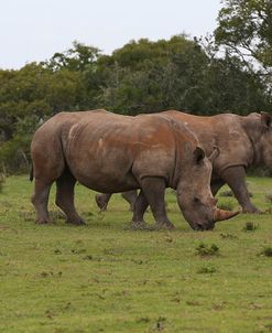 AY3V5560White Rhinoceros,SA