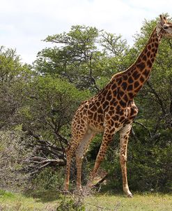 CQ2R7128Giraffe,SA