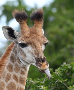 CQ2R7647Giraffe,SA