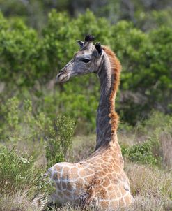 CQ2R7879Giraffe,SA