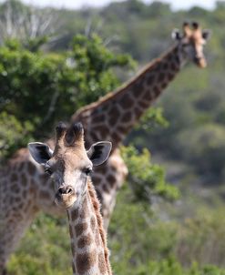 CQ2R7885Giraffe,SA